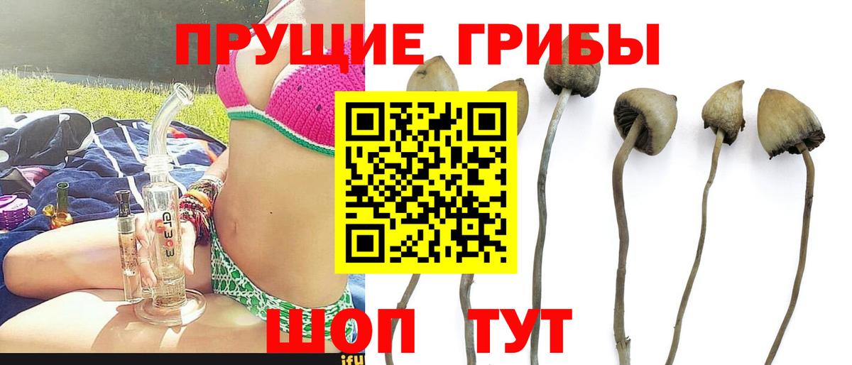 Псилоцибиновые грибы Psilocybine cubensis  Вход с VPN  Коркино 